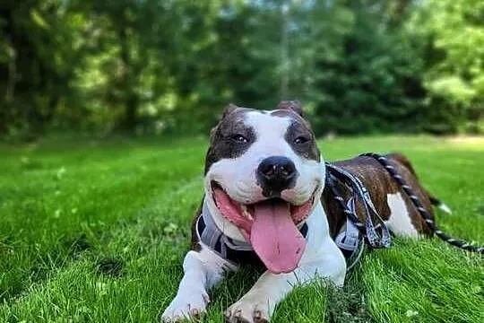 Sprzedam Amstaffa (american staffordshire terrier), Małopolskie, Jurków
