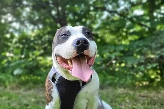 Sprzedam Amstaffa (american staffordshire terrier), Małopolskie, Jurków