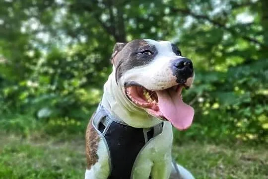 Sprzedam Amstaffa (american staffordshire terrier), Małopolskie, Jurków