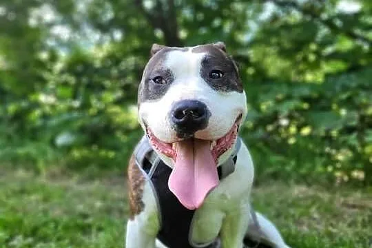 Sprzedam Amstaffa (american staffordshire terrier), Małopolskie, Jurków