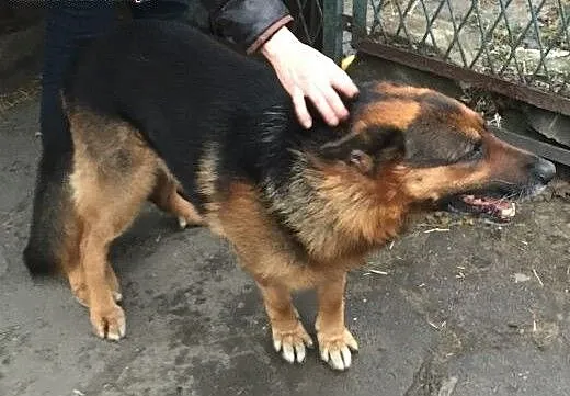 Ares owczarek o fajnym, zrównoważonym charakterze,