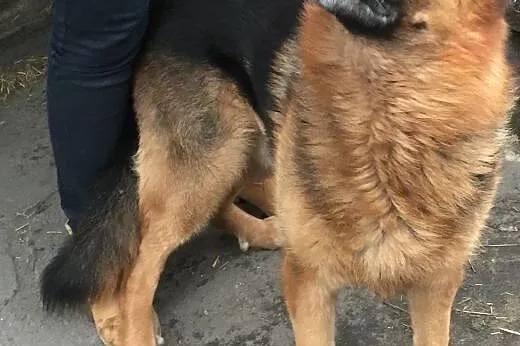 Ares owczarek o fajnym, zrównoważonym charakterze,