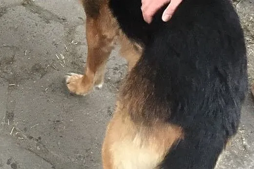 Ares owczarek o fajnym, zrównoważonym charakterze,