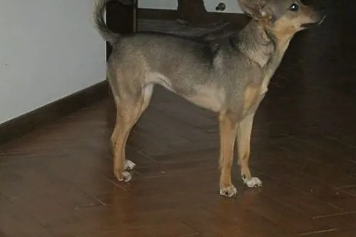Mała suczka Lisia szuka kochającego domu .,  Pozos
