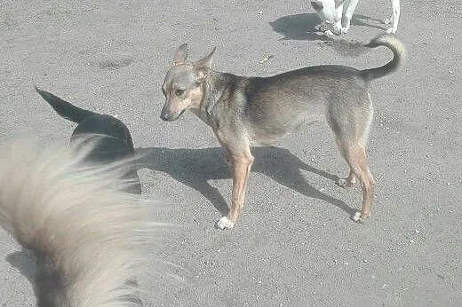 Mała suczka Lisia szuka kochającego domu .,  Pozos
