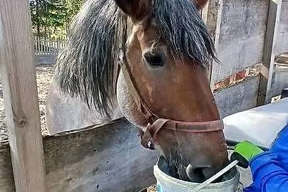 Koń zimnokrwisty, Lubelskie, Żółkiewka-Osada