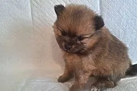 Sunia Pomeranian