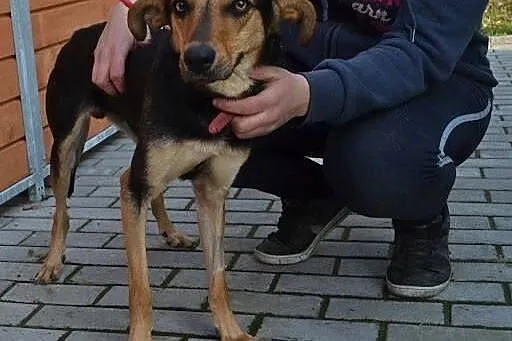 Atos młody, energiczny psiak szuka domku!!!,  doln