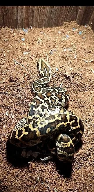 Wąż pyton tygrysi molurus samica, Podkarpackie, Rzeszów