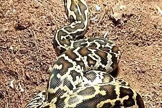 Wąż pyton tygrysi molurus samica