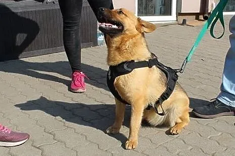 Munio ciągle wypatruje nowego domu,  mazowieckie Warszawa, Mazowieckie, Warszawa