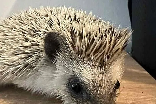 Jeż Pigmejski, Podkarpackie, Mielec