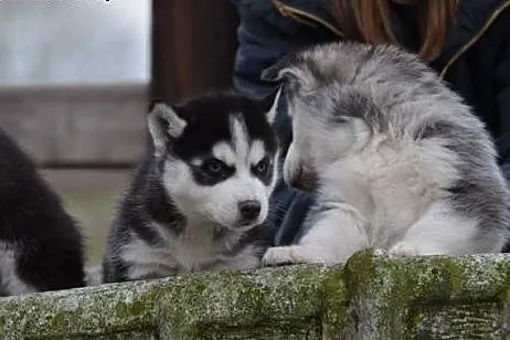 Siberian Husky puppy od razu.,,., zachodniopomorskie Złocieniec