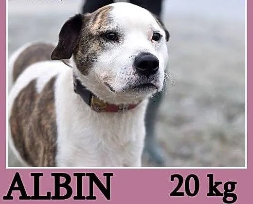 Amstaff mix dla doświadczonych,kontaktowy pies ALB