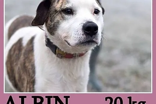 Amstaff mix dla doświadczonych,kontaktowy pies ALB