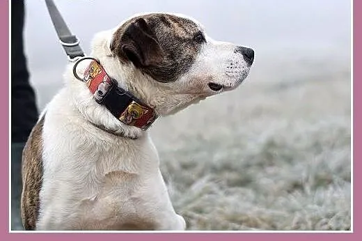 Amstaff mix dla doświadczonych,kontaktowy pies ALB