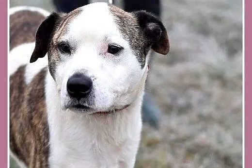 Amstaff mix dla doświadczonych,kontaktowy pies ALB