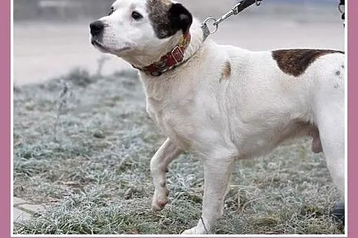 Amstaff mix dla doświadczonych,kontaktowy pies ALB