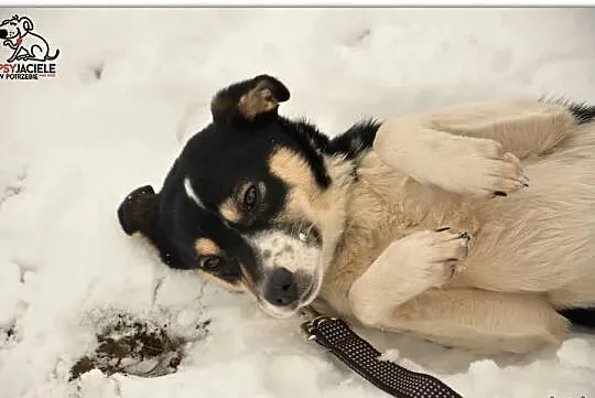 Cindy - niewielka, roczna sunia do adopcji