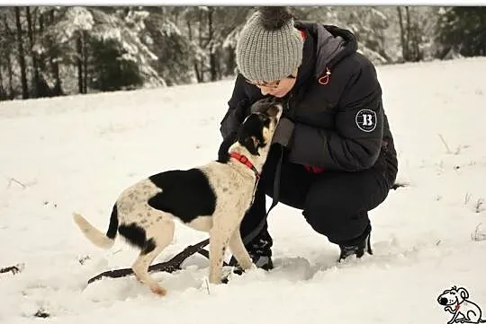 Cindy - niewielka, roczna sunia do adopcji