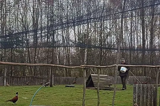 Bażanty łowne hodowane na dziko, Mazowieckie, Szydłowiec