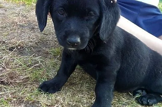 Czarnulka malutka 3 miesieczna sunia,adopcja!!,  ś