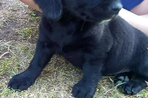 Czarnulka malutka 3 miesieczna sunia,adopcja!!,  ś