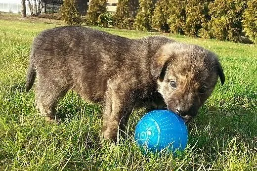 Bary- 6tyg piesek do adopcji,  mazowieckie Warszaw