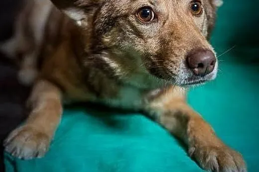 NOVA - miodowa pannica co urodą zachwyca,  lubelsk