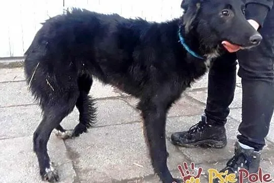 ELEONORA-Pogodna szczupła śliczna sunia szuka domu, adopcja, Małopolskie, Kraków