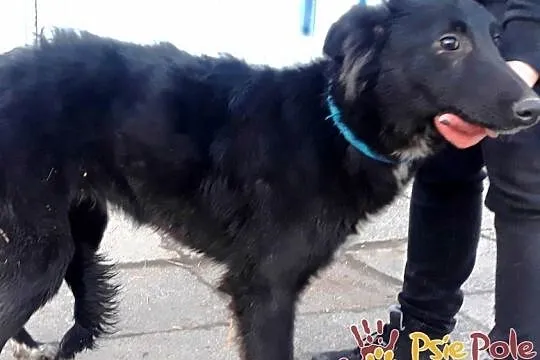 ELEONORA-Pogodna szczupła śliczna sunia szuka domu, adopcja, Małopolskie, Kraków