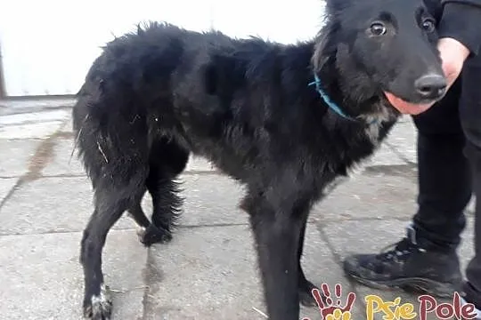 ELEONORA-Pogodna szczupła śliczna sunia szuka domu, adopcja, Małopolskie, Kraków