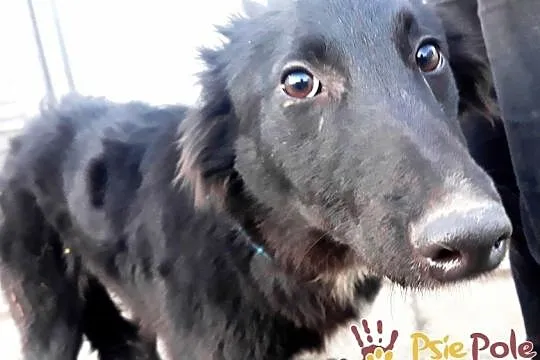 ELEONORA-Pogodna szczupła śliczna sunia szuka domu, adopcja, Małopolskie, Kraków
