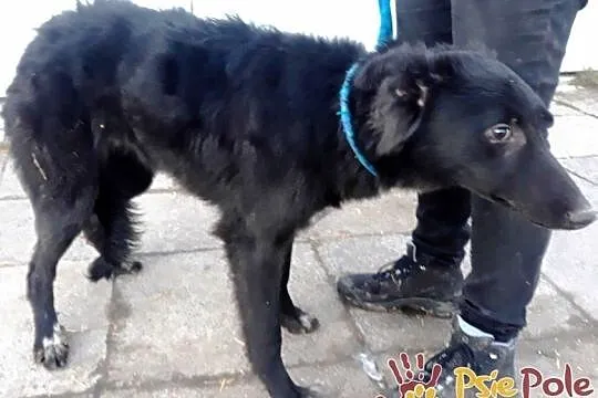 ELEONORA-Pogodna szczupła śliczna sunia szuka domu, adopcja, Małopolskie, Kraków