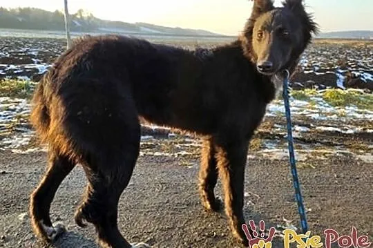 ELEONORA-Pogodna szczupła śliczna sunia szuka domu, adopcja, Małopolskie, Kraków