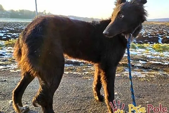 ELEONORA-Pogodna szczupła śliczna sunia szuka domu, adopcja, Małopolskie, Kraków