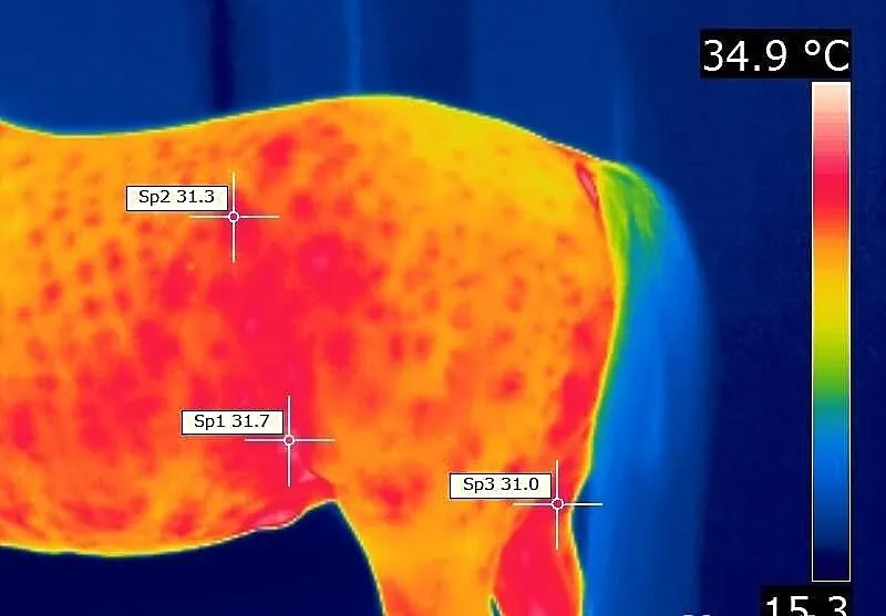 Badania koni kamerą termowizyjną.