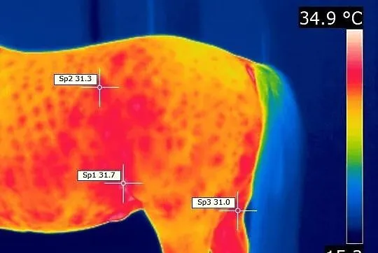 Badania koni kamerą termowizyjną.