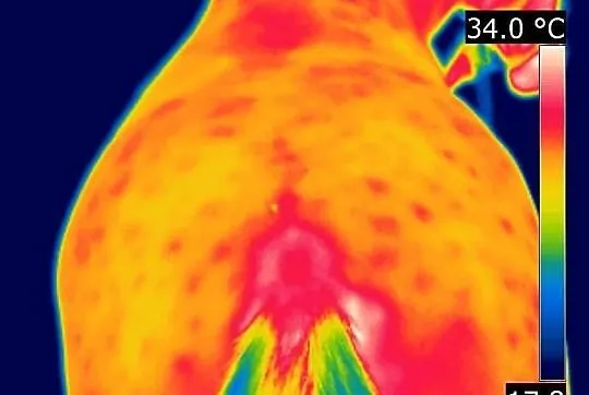 Badania koni kamerą termowizyjną.