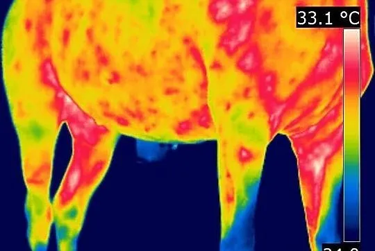 Badania koni kamerą termowizyjną.