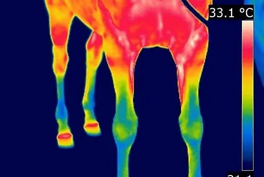 Badania koni kamerą termowizyjną.
