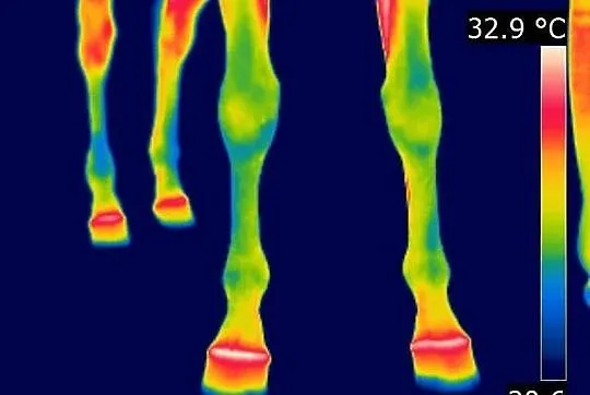 Badania koni kamerą termowizyjną.