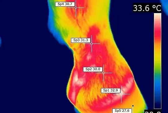 Badania koni kamerą termowizyjną.