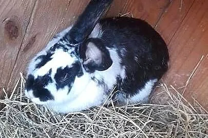 Samica królika mieszaniec z 4 młodymi
