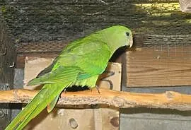 Papuga Barabanda - samiczka 2020 r., Luboń