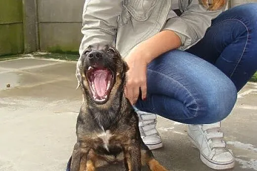 Kawka siedzi za kratami bo wygląda jak zwykły kund