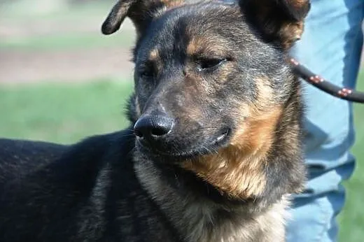 Wigor - energiczny, posłuszny przyjaciel. Adopcja,  małopolskie Kraków
