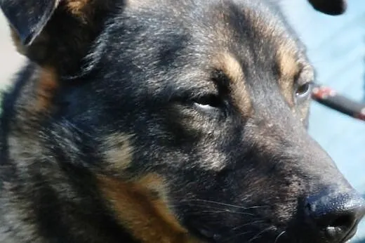 Wigor - energiczny, posłuszny przyjaciel. Adopcja,