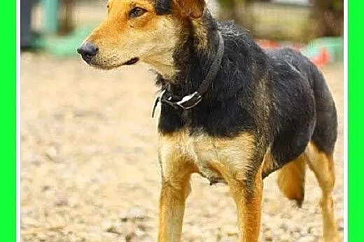 Średnia,wesoła,łagodna,przyjazna suczka NESCA.Adopcja, śląskie Katowice