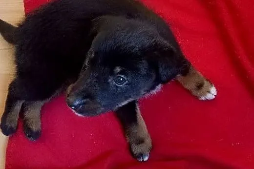 Krecik! maleństwo szuka domu!,  mazowieckie Warsza